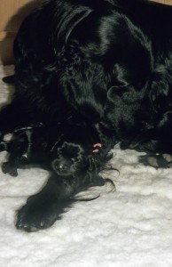 Hündin mit einem Welpen