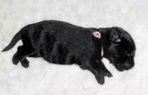 Welpe liegend auf Vetbed