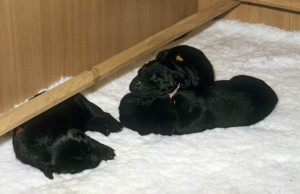 Welpen in der Wurfkiste