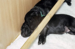 Welpen in der Wurfkiste