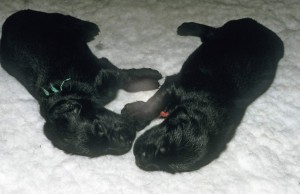 2 Welpen liegen auf Vetbed