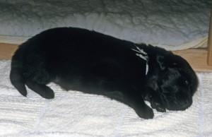 Welpe auf Vetbed liegend