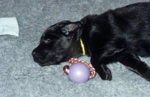 Welpe liegt auf Vetbed 