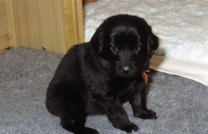 Welpe sitzend vor der Wurfkiste 