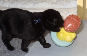 Welpe untersucht Spielzeug 