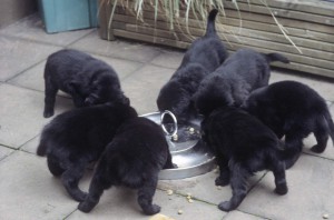 Welpenfütterung auf der Terasse 