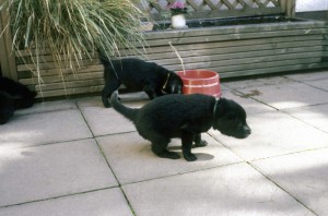 2 Welpten auf der Terasse, 1 erledigt sein Geschäft 
