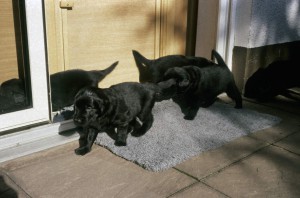 Welpen auf der Terasse 