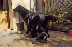 Welpen mit Hündin, 1 saugend 