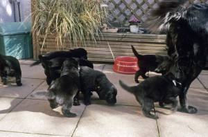 Welpengewusel auf der Terasse 