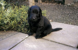 Welpe sitzt auf der Terasse, Blick in die Kamera 