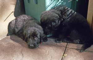 2 Welpen zusammen liegend auf der Terasse 