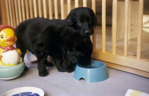 2 Welpen im Innenauslauf, einer trinkt aus dem Wassernapf 
