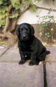 Welpe auf der Terasse sitzend 