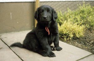 Welpe auf der Terasse sitzend mit Blick in die Kamera 