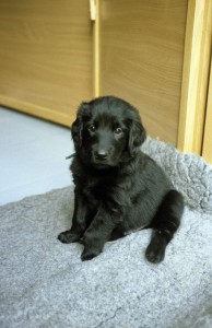 Welpe auf Vetbed sitzend mit Blick in die Kamera 