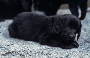 Welpe auf Vetbed liegend 