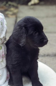 Brustbild eines Welpen 