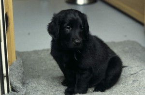 Welpe auf einem Vetbed sitzend, Blick in die Kamera 