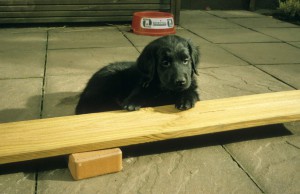 Welpe liegend im Garten, Pfoten auf ein Brett   