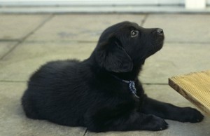 Welpe liegend im Garten schaut nach oben   