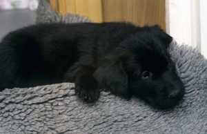 Welpe auf Vetbed liegend   