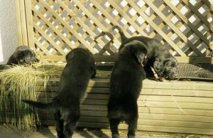 Welpen stehend und auf Pflanzkasten   