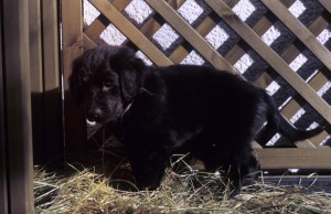 Welpe auf Pflanzkasten stehend   