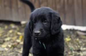 Brustbild eines Welpen im Garten   