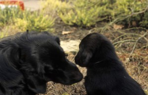Hundemutter beschnuppert ihren Welpen   