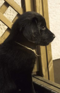 Seitliches Brustbild eines Welpen   