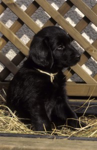 Welpe sitzend im Pflanzkasten   