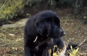Brustbild eines Welpen im Garten   
