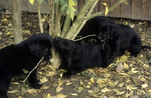 Welpen an einem Gehölz liegend im Garten   