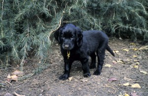 Welpe stehend im Garten   