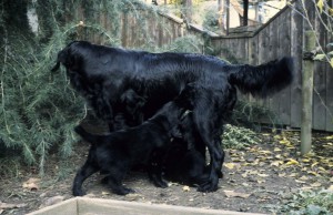 Hundemutter stehend im Garten, einige Welpen saugen   