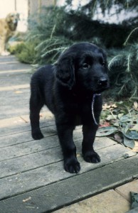 Welpe stehend im Garten   