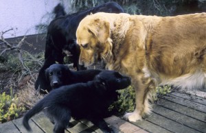 Welpen mit Goldern Ronja und Mama im Hintergrund   