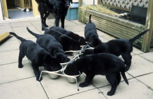 Welpen fressen aus Futterbar   