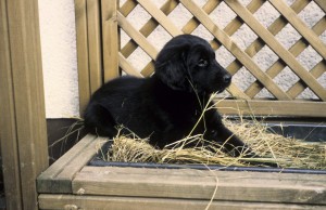 Welpe liegt auf Pflanzkasten   
