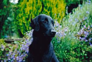 Brandubh's Kira, Rufname Kira