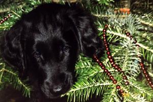 Brandubh's Mephisto, Rufname Mephisto