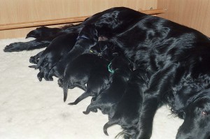 Die ersten 8 Lebenswochen