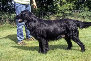 Danas Mutter -  Ch. Viepoint's Cheerful Choise  