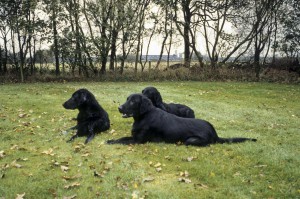 Dana mit Wurfgeschwistern 