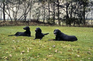 Dana mit wurfgeschwistern 