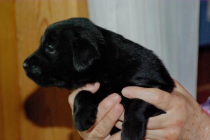 Welpe zur Seite schauend mit den Händen gehalten