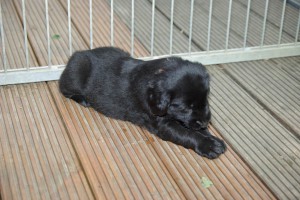 Flatwelpe liegend auf einer Holzfläche      