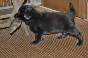 Welpe trägt eine Entenschwinge        