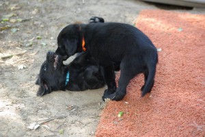 2 Elpen raufen im Garten